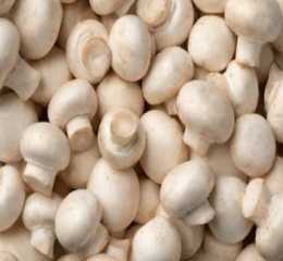 Button Mushroom