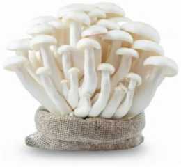 Milky Mushroom