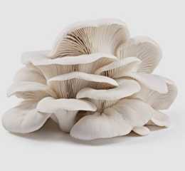 Oyster Mushroom
